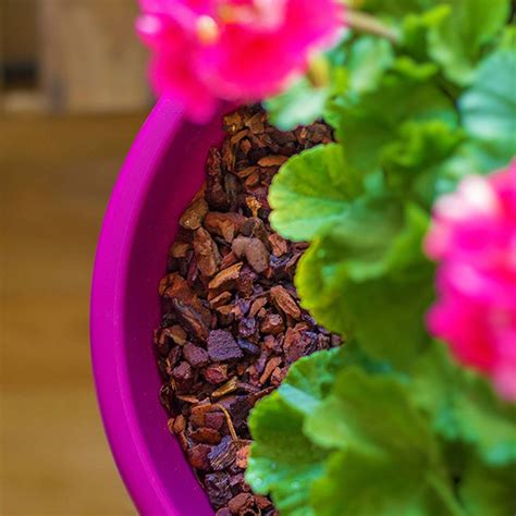 Dekoratívna kôra jahodového stromčeka