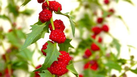 Červené, zrelé plody jahodového stromčeka