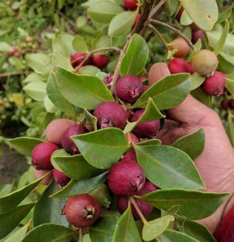 Jahodový stromček na slnečnom stanovišti