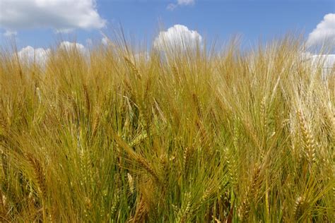 Ilustračná fotografia poľa so sladovníckym jačmeňom