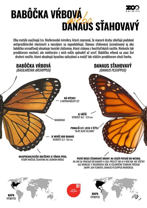 Infografika: Rozdiel medzi samčím a samičím kríkom rakytníka (púčiky, vzrast)
