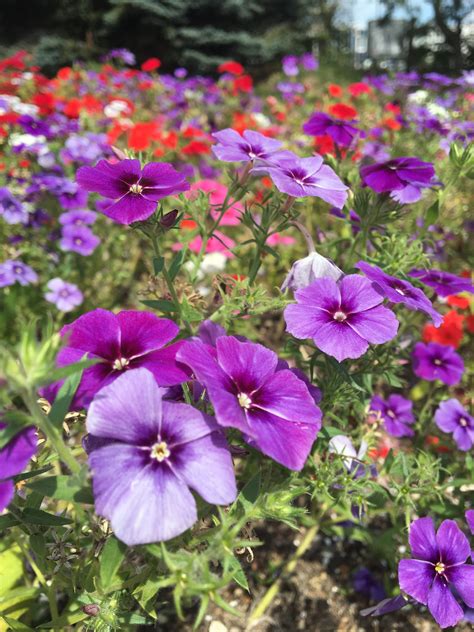 Ilustračná fotografia rôznych druhov petúnií s rozmanitými farbami kvetov.
