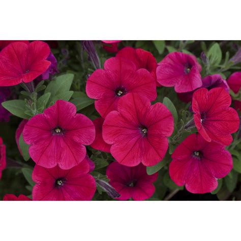 Ilustrácia znázorňujúca správne zaštipnutie výhonku petúnie.