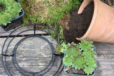 Schéma výsadby skalných ruží v kvetináči s drenážnou vrstvou zo štrku