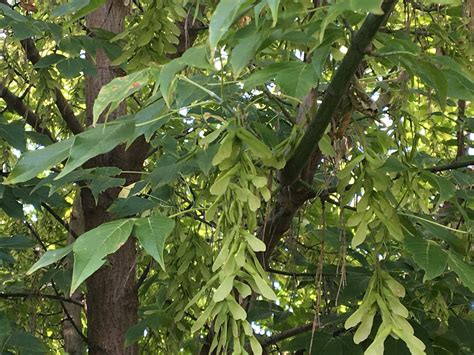 Ilustrácia stromu javorovec jaseňolistý s detailom listov a plodov