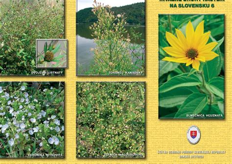 Infografika porovnávajúca pôvodné a invázne druhy drevín na Slovensku