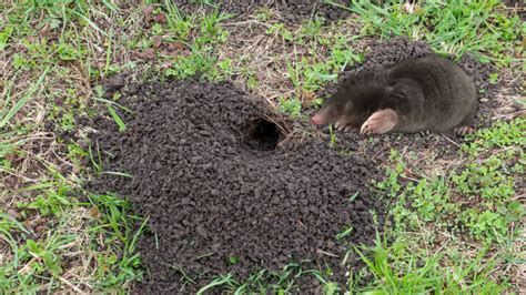 infografika s vyobrazením bežných dvojklíčnych burín v trávniku