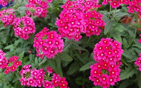 Odrody quinoi rôznych farieb (biela, červená, čierna)