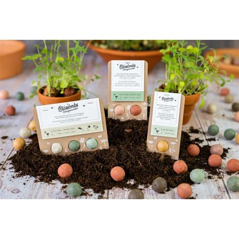 Detail semienok quinoi rôznych farieb