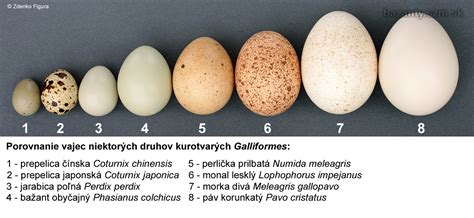 Porovnanie rôznych druhov quinoi