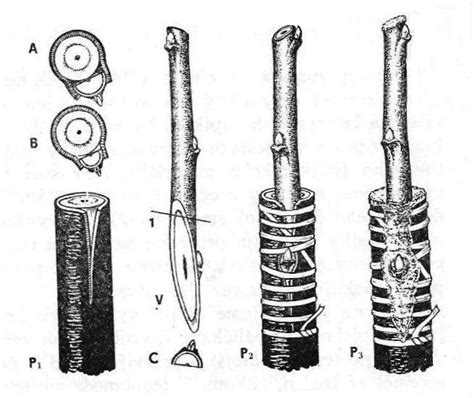 Ilustračná schéma základného princípu štepenia stromov s vyznačenou podnožou a vrúbľom.