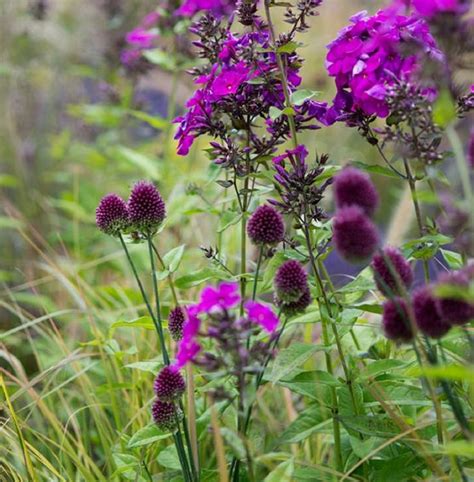 Ilustračné foto kostihoja lekárskeho s fialovými kvetmi