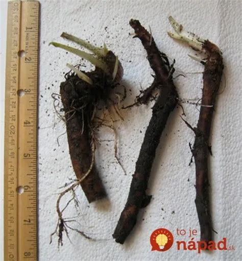Fotografia vykoreneného a očisteného koreňa kostihoja