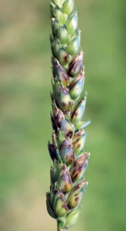 Ilustrácia napadnutých klasov pšenice mazľavou sneťou.