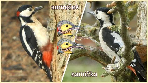 ilustrácia samčích a samičích šišiek smreka obyčajného v rôznych fázach zrelosti