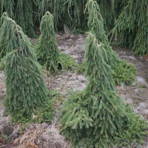 fotografia kultivaru Picea abies 'Formanek' v skalke