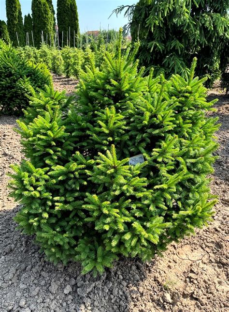 fotografia kultivaru Picea abies 'Barryi' v záhrade