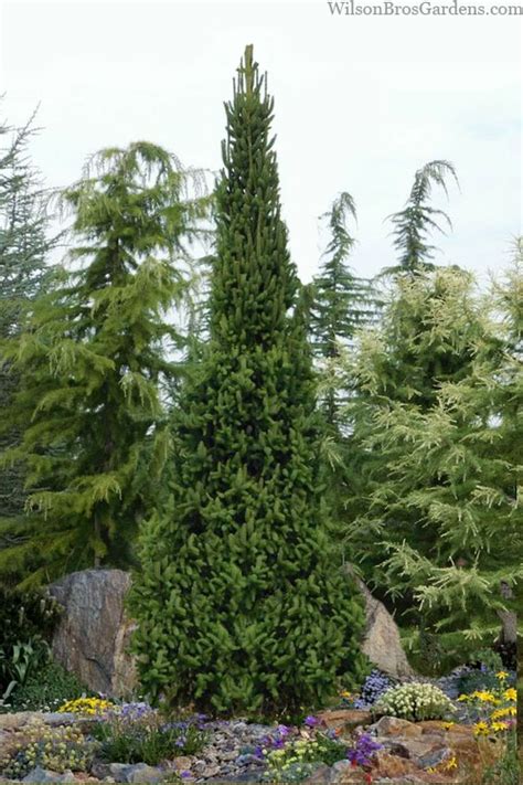 fotografia stĺpového kultivaru Picea abies 'Cupressina'