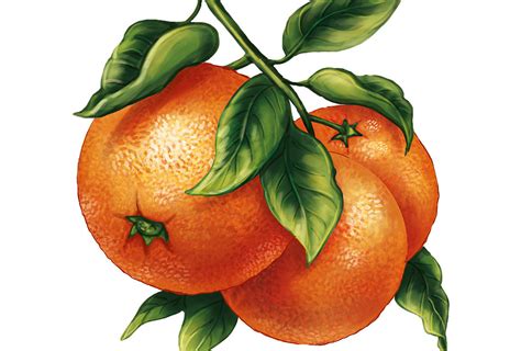 Ilustrácia procesu drvenia ovocia