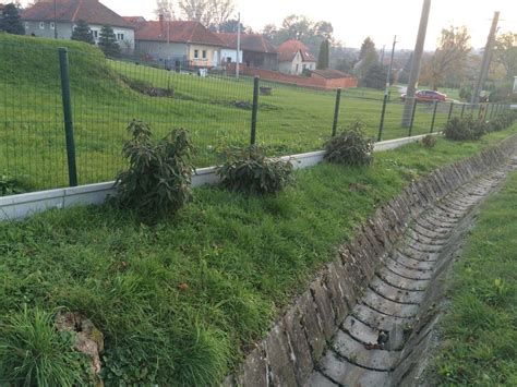 Detailná fotografia výsevného pásiku položeného v brázde pred zasypaním zeminou.