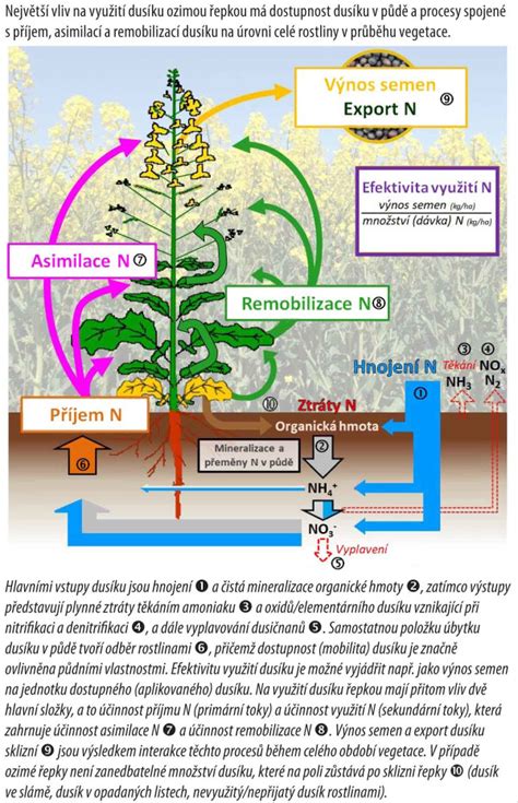 schéma rastových fáz jačmeňa s optimálnym časovaním ošetrení