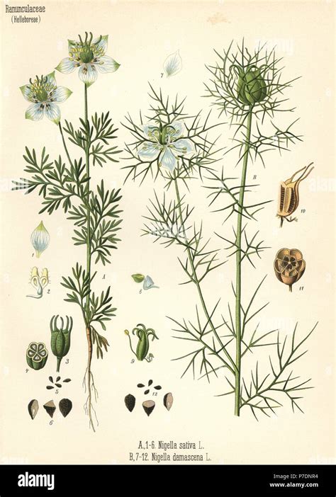 Botanická schéma rastliny Nigella sativa s detailným zobrazením kvetu, listov a tobolky