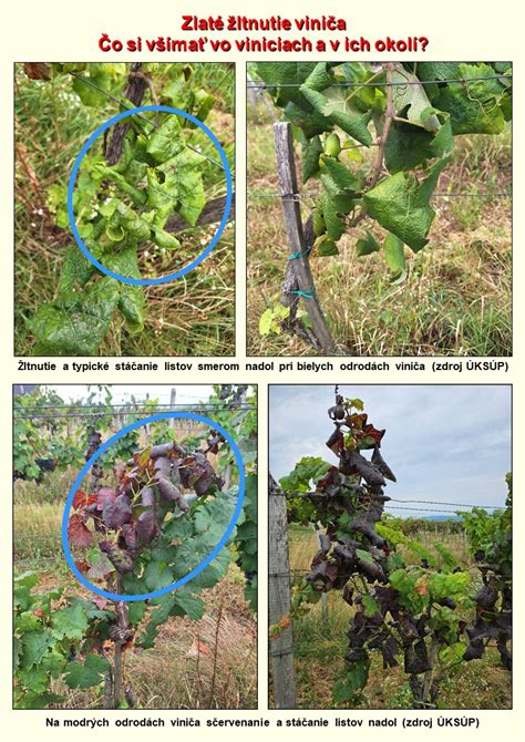 Schéma vývoja bezsemenných bobúľ viniča v porovnaní s klasickými odrodami