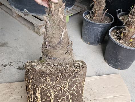 porovnanie zakorenených a nezakorenených paliem v koreňovom bale