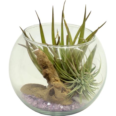 Ilustrácia rastlinného terária v sklenej nádobe s rôznymi rastlinami a machom