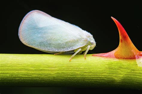 List rastliny napadnutý Metcalfa pruinosa, s viditeľnou medovicou a čerňami