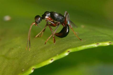 Foto parazitickej osy Neodryinus typhlocybae