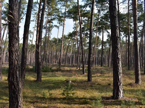 Tematické foto borovice alebo ihličnatého lesa