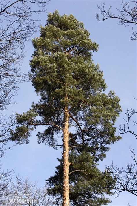 Fotografie ihličia borovice napadnutého hrdzou