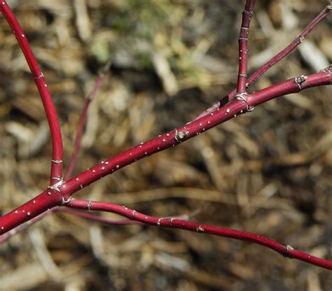 Thematic photo of Cornus alba, showing its winter bark or variegated leaves