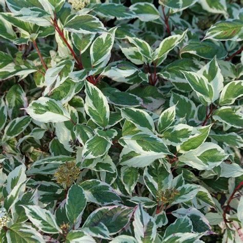 Infographics showing seasonal changes of Cornus alba 'Sibirica Variegata'