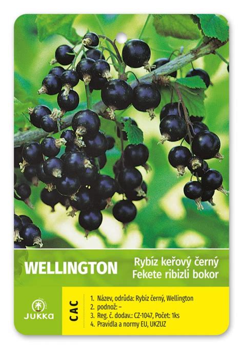 Ilustrácia odrezkov čiernej ríbezle pripravených na zakorenenie