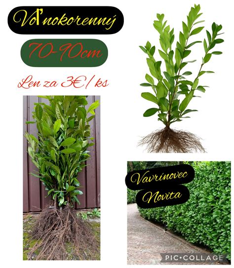 Schéma znázorňujúca výhody jesenného hnojenia: posilnenie koreňového systému, mrazuvzdornosť a regenerácia pôdy.