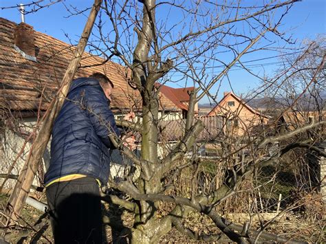 Schéma udržiavacieho rezu na stromčekovom tvare: odstraňovanie starých konárov a podpora bočného obrastu