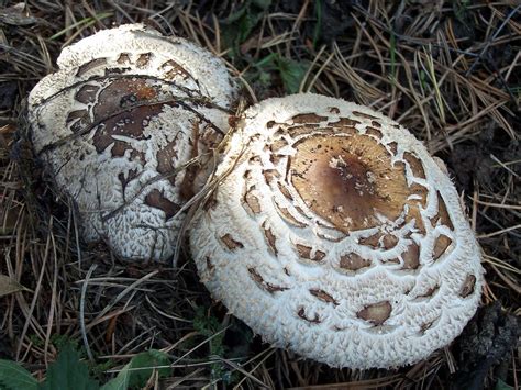 Detailné fotografie bedle červenejúcej (Chlorophyllum rhacodes) z rôznych uhlov, ukazujúce šupiny na klobúku, prsteň a sčervenanie dužiny po reze.