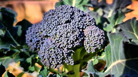 Zmesi farebných karfiolov na jesenný zber