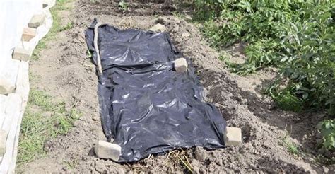 Príprava pôdy s kompostom na záhone