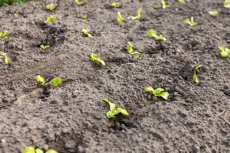 Výsadba mladých priesad karfiolu