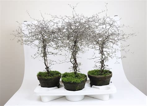 Corokia cotoneaster v kvetináči