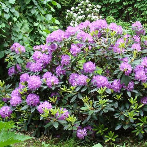 Historická ilustrácia odrody rododendrónu 'Purpureum Grandiflorum'