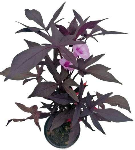 Ilustrácia rastliny povojník batatový s ozdobnými listami