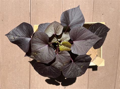 Detail listov povojníka batatového v rôznych farbách a tvaroch