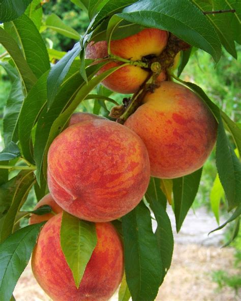 Fotografia plodov broskyne Harnas na strome