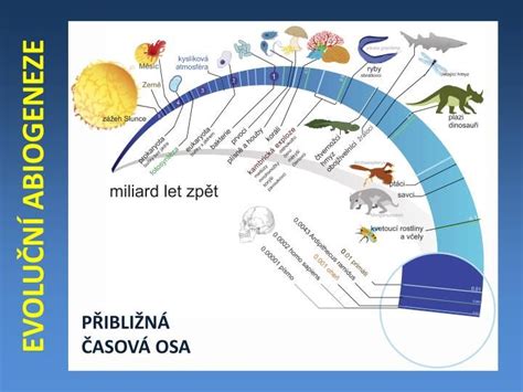 Schéma vývoja ebenovníka od sadenice po dospelý, rodiaci strom v záhrade