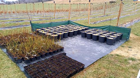 Schéma výsadby kanadskej čučoriedky: príprava jamy s kyslou rašelinou, drenážou a fóliou