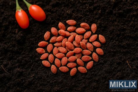 obrázok: záhradník vysievajúci semená do sadbovača